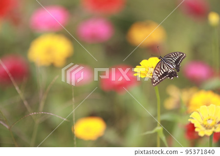 Autumn trip, Pink Muhly, Cafe Autumn trip, Pink Muhly, Cafe 95371840