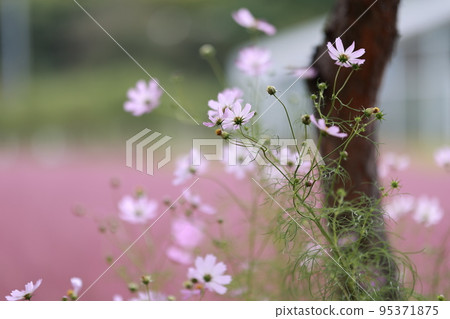 Autumn trip, Pink Muhly, Cafe 95371875