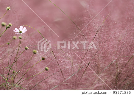 Autumn trip, Pink Muhly, Cafe Autumn trip, Pink Muhly, Cafe 95371886