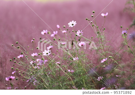 Autumn trip, Pink Muhly, Cafe 95371892