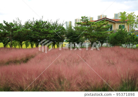Autumn trip, Pink Muhly, Cafe 95371898