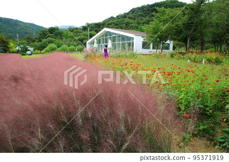Autumn trip, Pink Muhly, Cafe 95371919