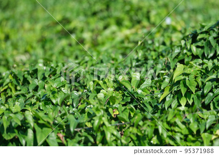 Yam leaves Yam leaves 95371988