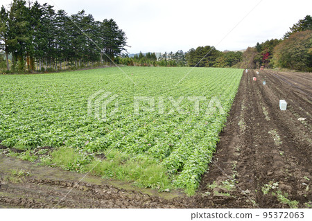 拍攝北海道音部町收穫的牛蒡田秋季風光 95372063