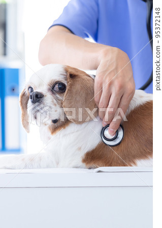 Medical dog undergoing medical examination 95372148
