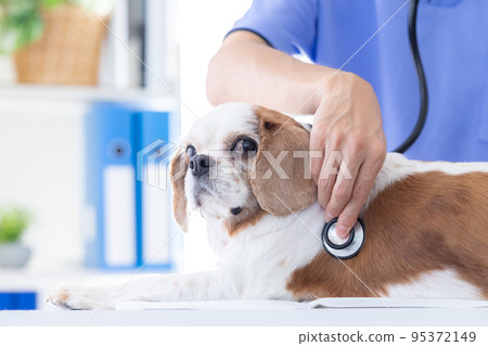 Medical dog undergoing medical examination 95372149