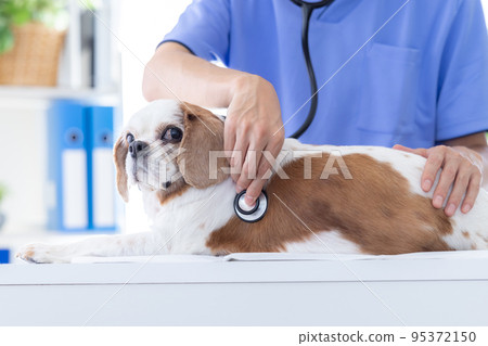 接受體檢的醫療犬 95372150