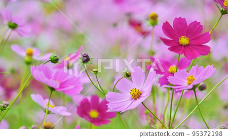 Cosmos flower Cosmos flower 95372198