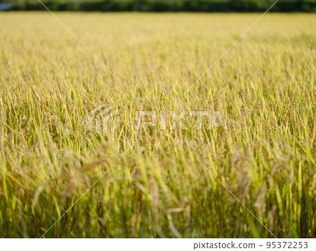 Tohoku rice fields harvested in autumn 95372253