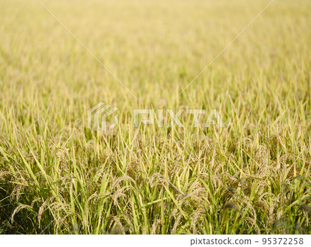 Tohoku rice fields harvested in autumn Tohoku rice fields harvested in autumn 95372258