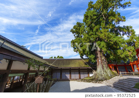 岩本神社——一座小神社，主樓位於神社頭部的一棵大杉樹的根部。 95372525