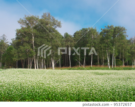 Kisouma-no-sato in late summer, a field of buckwheat flowers in full bloom 95372657