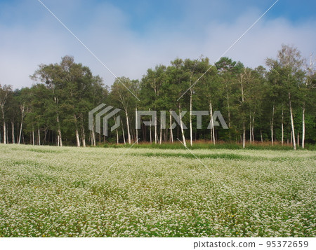 Kisouma-no-sato in late summer, a field of buckwheat flowers in full bloom 95372659