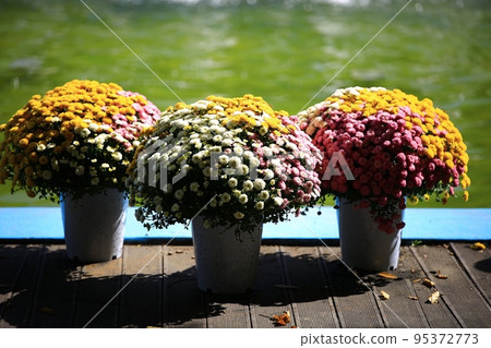 Arboretum, Beautiful Garden, Pinnacle Land, Hwasu Arboretum 95372773