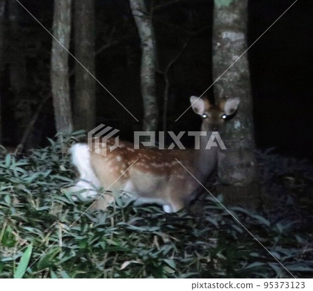 late night surprise deer late night surprise deer 95373123