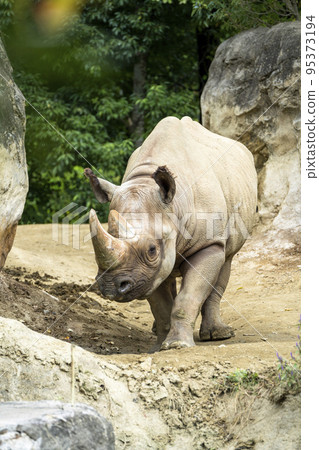 Zoo scenery Black rhino, Sendai City, Miyagi Prefecture Zoo scenery Black rhino, Sendai City, Miyagi Prefecture 95373194