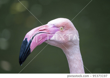 動物園風景火烈鳥宮城縣仙台市 動物園風景火烈鳥宮城縣仙台市 95373197