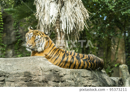 Zoo scenery Sumatran tiger Taihaku-ku, Sendai Zoo scenery Sumatran tiger Taihaku-ku, Sendai 95373211