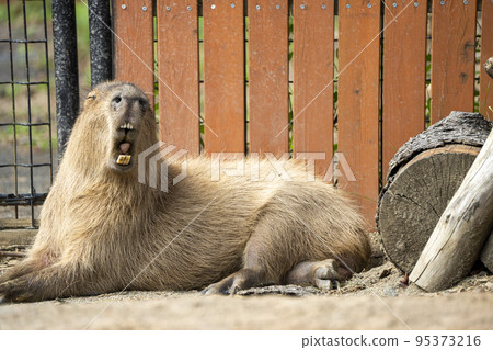 宮城縣仙台市水豚動物園景觀 95373216