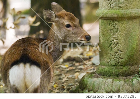 奈良公園春日大社接近鹿眺望遠方 95373283