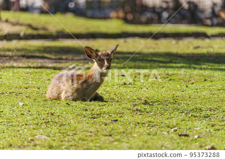 Deer relaxing in Nara Park 95373288