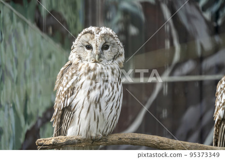 宮城縣仙台市貓頭鷹動物園的風景 宮城縣仙台市貓頭鷹動物園的風景 95373349