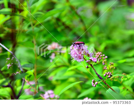 Photo project "The life of a pink flower. One hour". The visitor is a Black Beetle with red wings and long whiskers. Photo project "The life of a pink flower. One hour". The visitor is a Black Beetle with red wings and long whiskers. 95373363