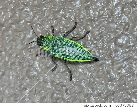White-tailed beetle 95373398
