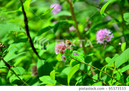 Photo project "Life of a pink flower. One hour". Visitors - insects pollinate flowers. Photo project "Life of a pink flower. One hour". Visitors - insects pollinate flowers. 95373533