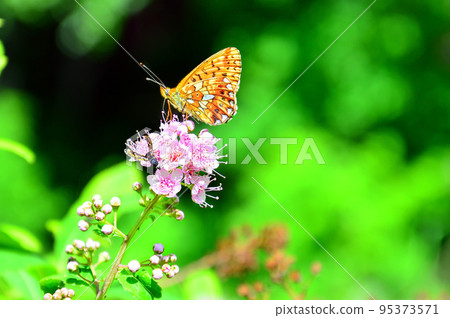 Photo project "Life of a pink flower. One hour". The visitor is a beauty Butterfly with orange wings. Photo project "Life of a pink flower. One hour". The visitor is a beauty Butterfly with orange wings. 95373571