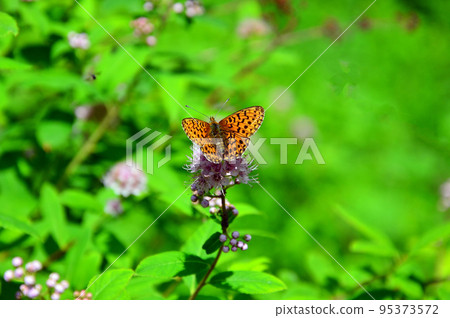 Photo project "Life of a pink flower. One hour". The visitor is a beauty Butterfly with orange wings. Photo project "Life of a pink flower. One hour". The visitor is a beauty Butterfly with orange wings. 95373572