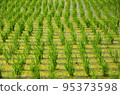 Paddy field covered with algae 95373598