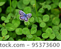 Bluebird butterfly 95373600