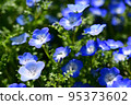 Nemophila bathed in light 95373602