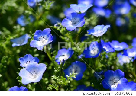 Nemophila bathed in light 95373602