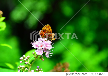 Photo project "Life of a pink flower. One hour". The visitor is a beauty Butterfly with orange wings. 95373658
