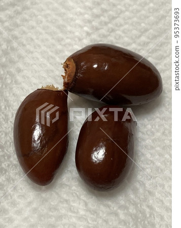 荔枝種子 荔枝種子 95373693