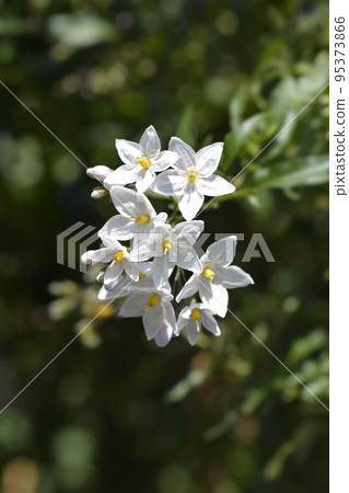 Potato vine 95373866