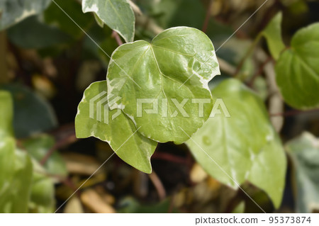 Algerian ivy Glorie de Marengo 95373874