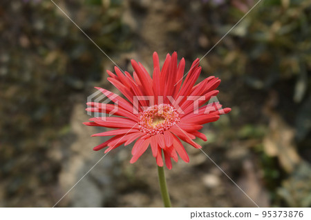 Gerbera daisy Gerbera daisy 95373876
