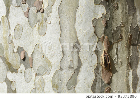 London plane 95373896