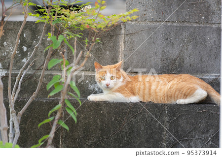 A cat relaxing on a fence Brown tiger white A cat relaxing on a fence Brown tiger white 95373914