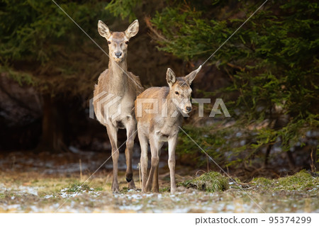 Red deer hind and fawn approaching on a glade in autumn forest from front view 95374299