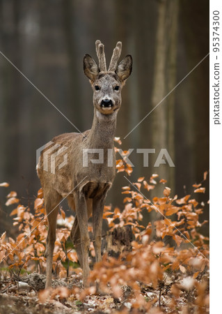 Roe deer looking to the camera in forest in vertical shot. Roe deer looking to the camera in forest in vertical shot. 95374300