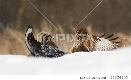 Two common buzzard fighting on snow in winter nature 95374305