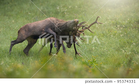 Two red deer stag stuck in duel with antlers clenching each other Two red deer stag stuck in duel with antlers clenching each other 95374331