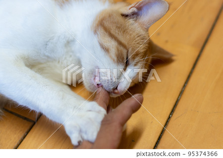 貓咬手棕虎白 貓咬手棕虎白 95374366