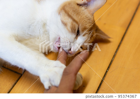 貓咬手棕虎白 貓咬手棕虎白 95374367