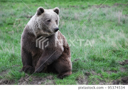 Brown bear in the nature Brown bear in the nature 95374534