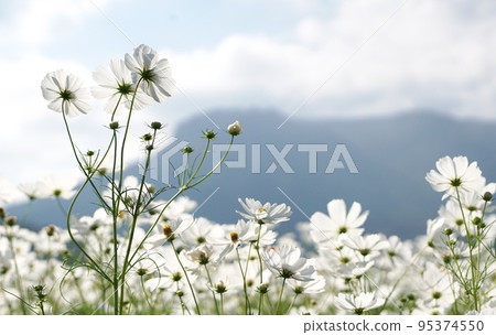 Sanko Cosmos Garden Sanko Cosmos Garden 95374550